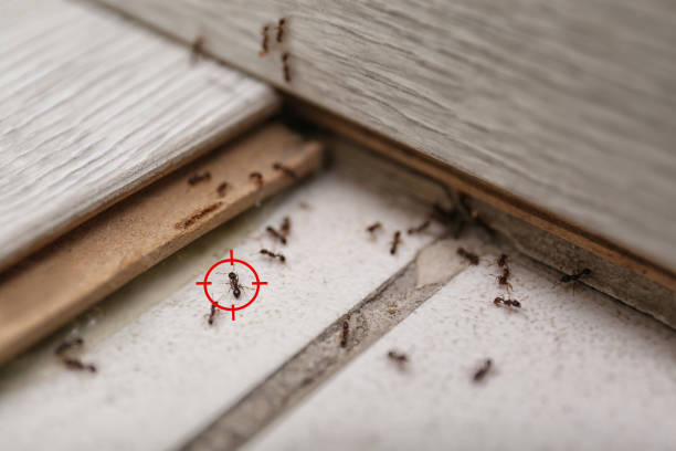 Best Termite Control Services  in Northchase, NC