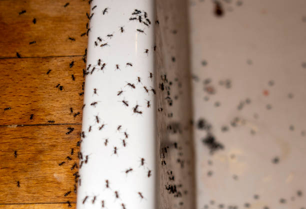 Best Pest Removal Services  in Northchase, NC
