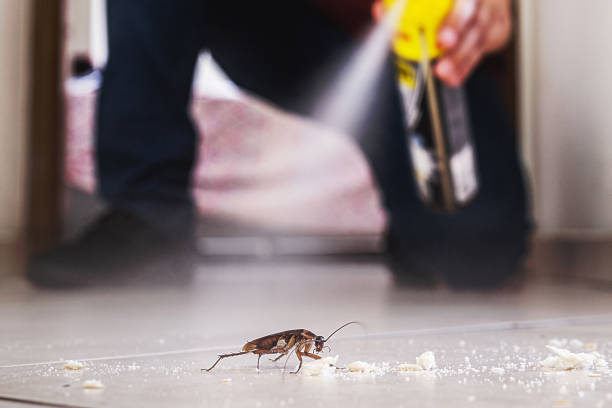 Best Affordable Pest Control Services  in Northchase, NC